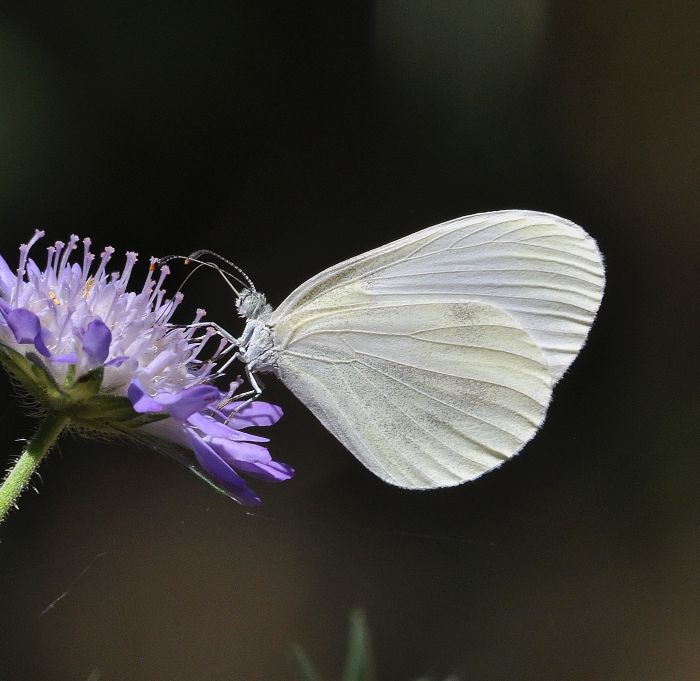 Leptidea sinapis?